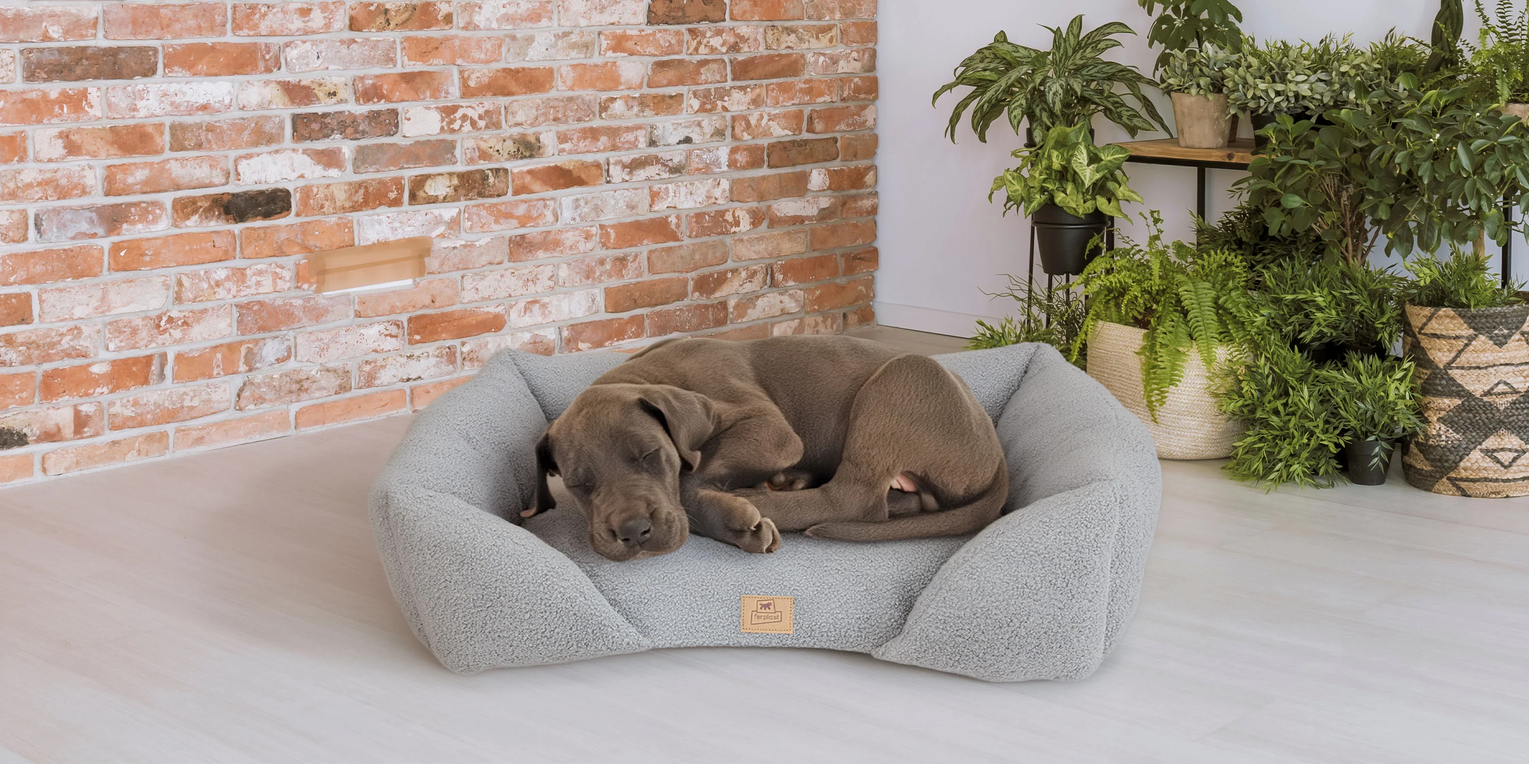 Style and Comfort for Pets