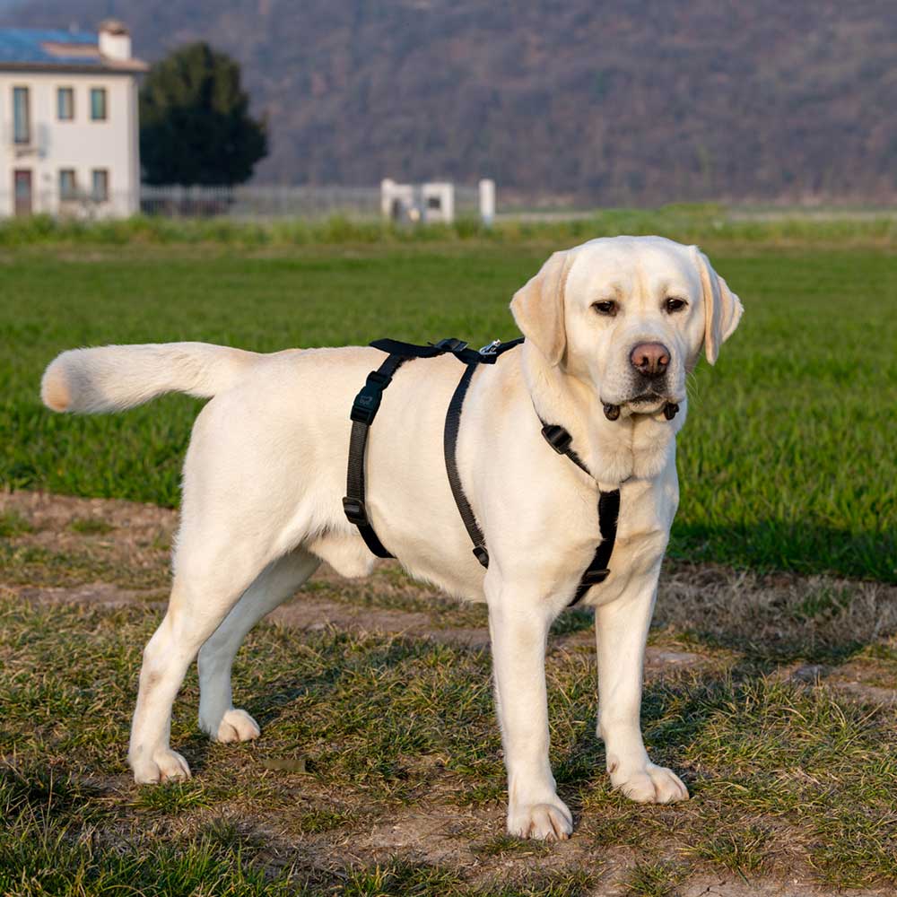 BRAVE - Image 37