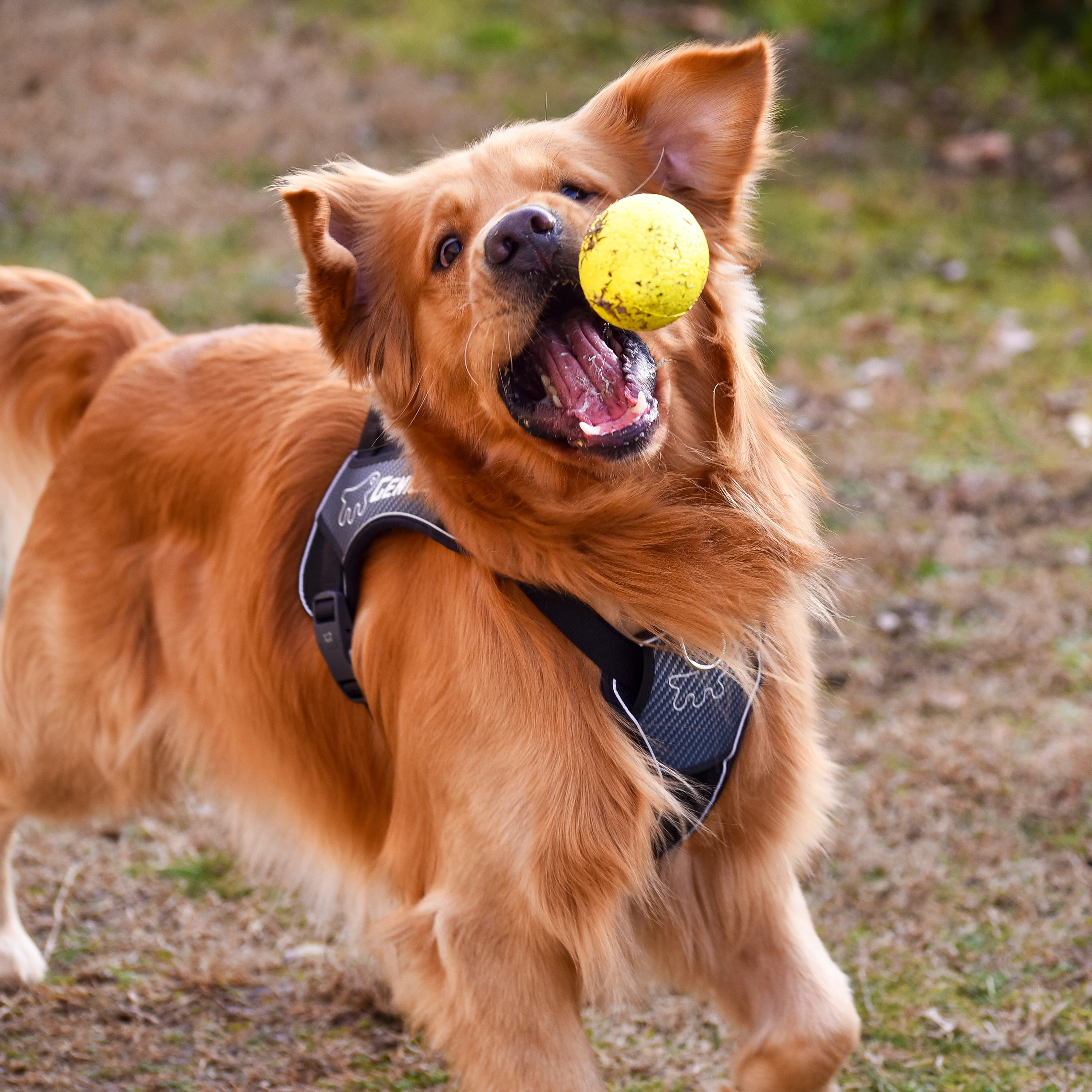CHEWA BOING BALL - Image 5
