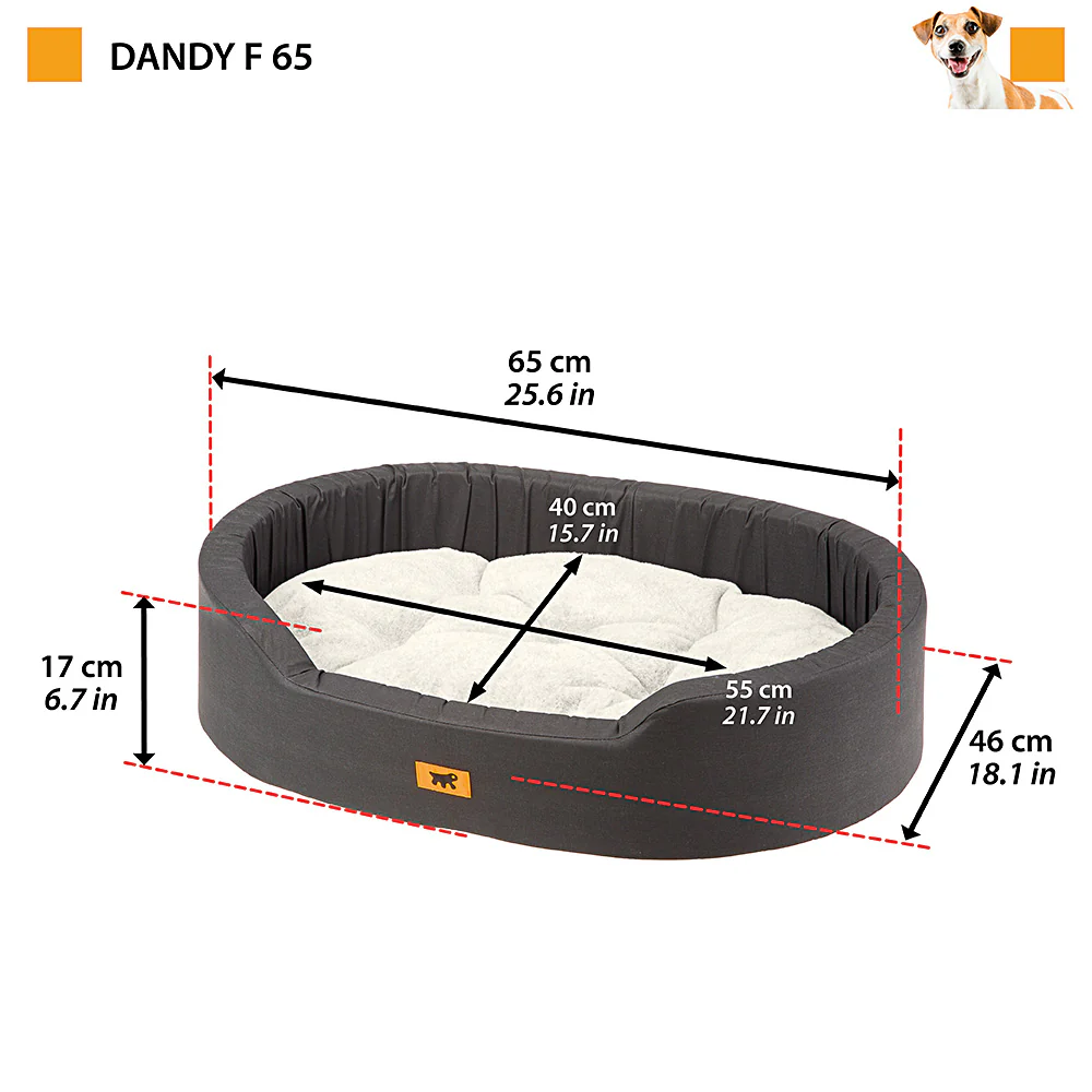 DANDY F - Image 6