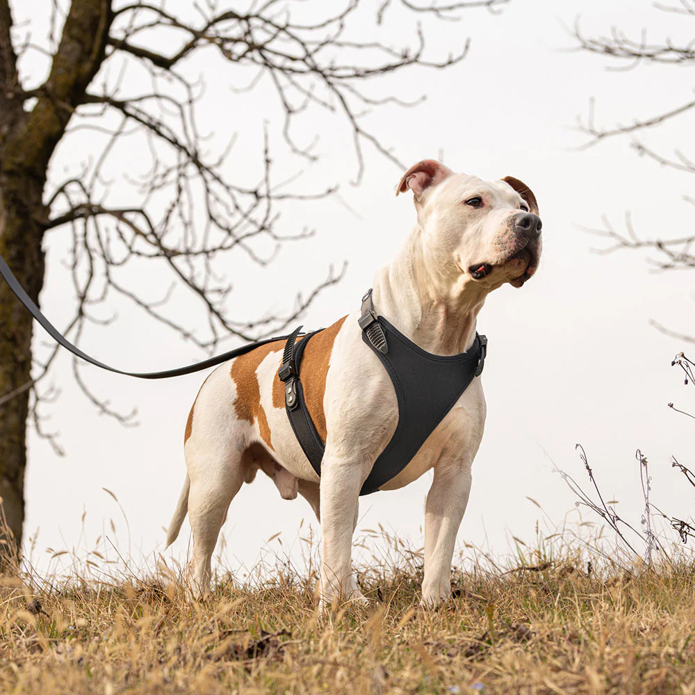 GIOTTO LUXOR BLACK P - Image 9