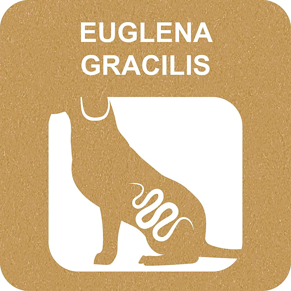 100% SNACK FILLABLE - CANDY EUGLENA - Image 3