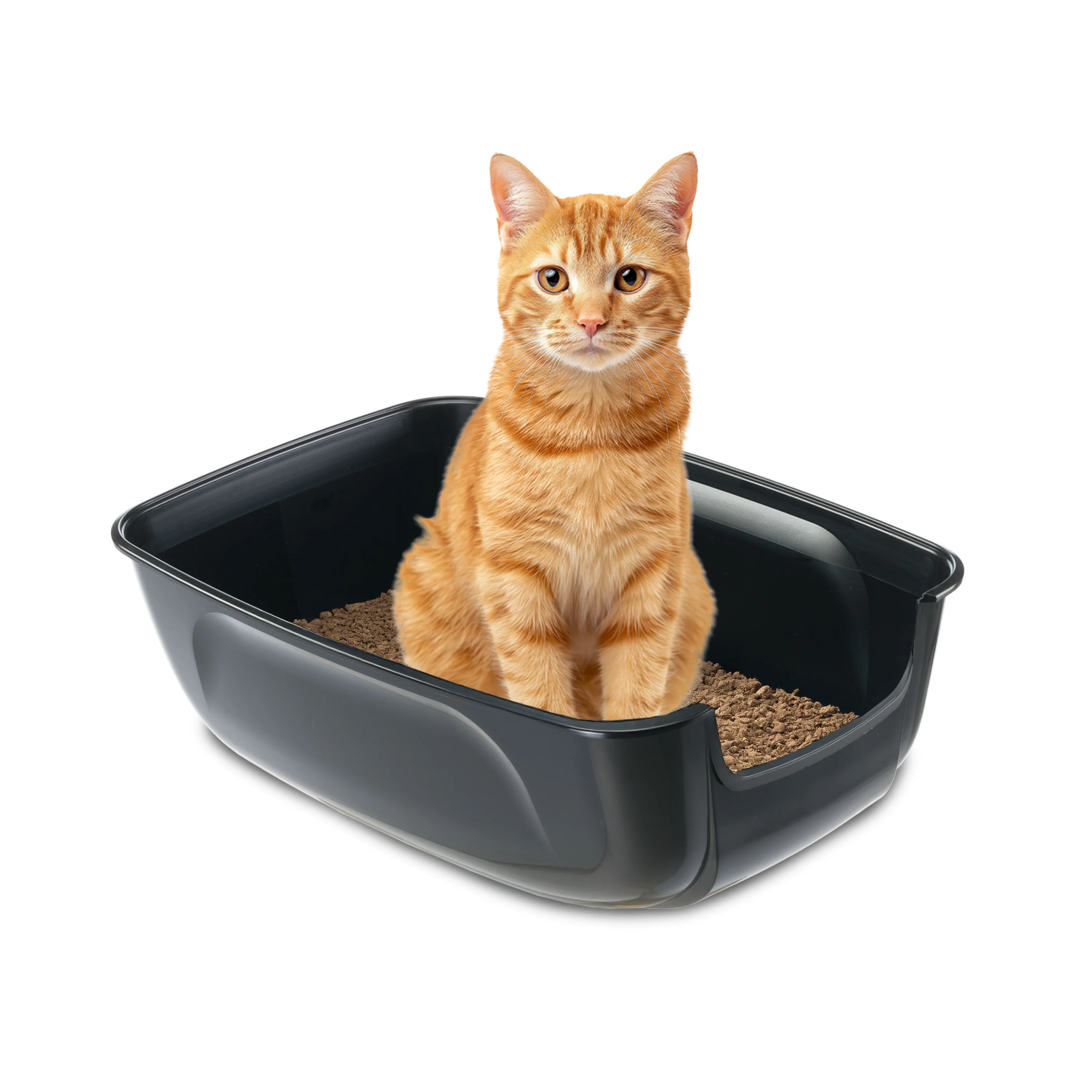 NIP XXL  - Image 4