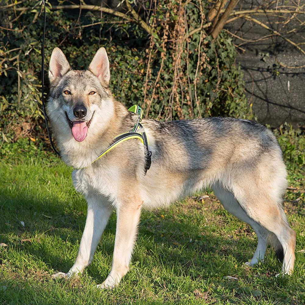 SPORT DOG P - Image 14