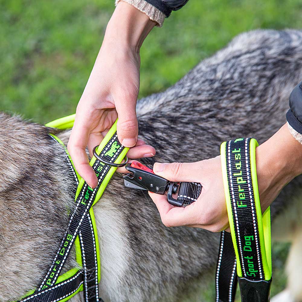 SPORT DOG P - Image 16