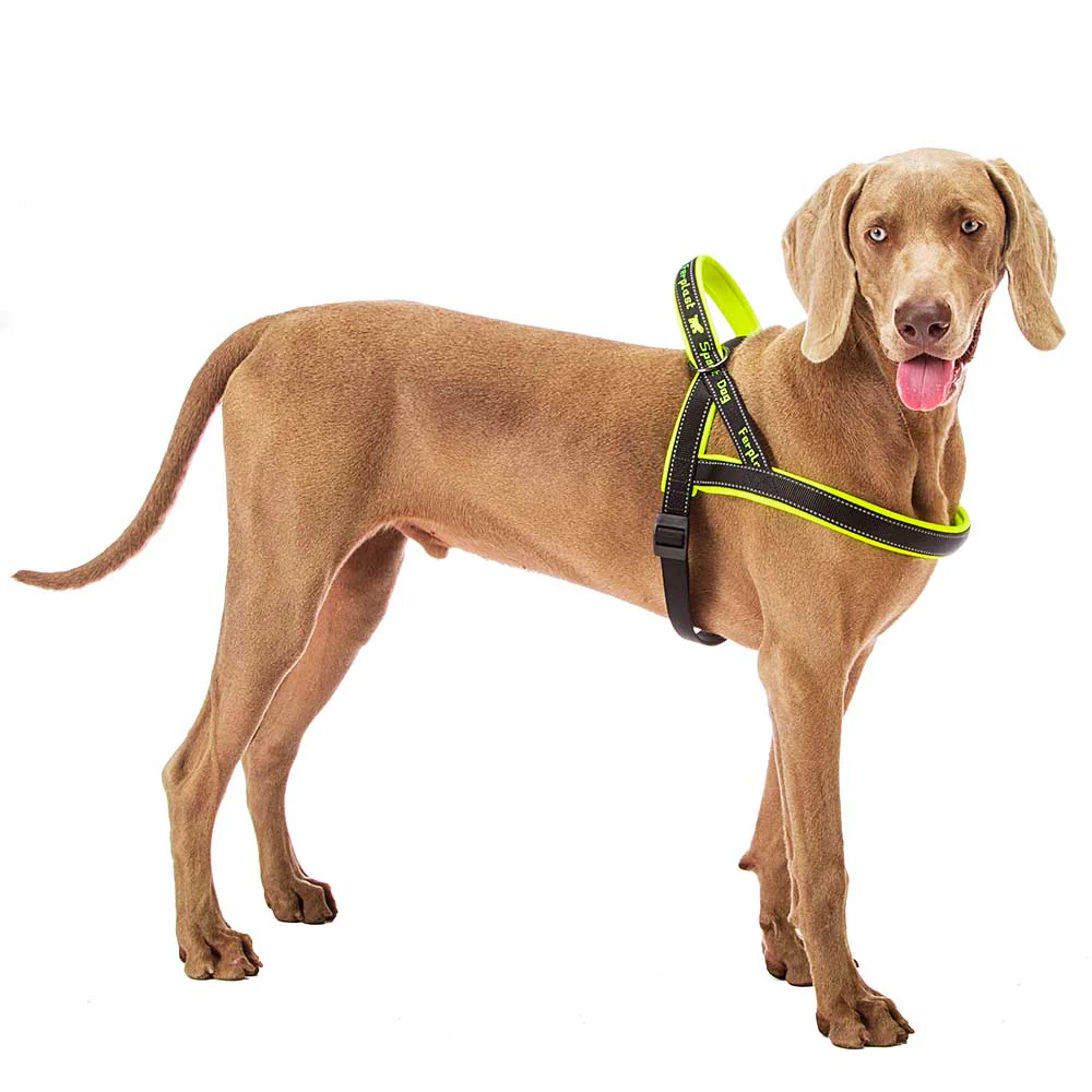 SPORT DOG P - Image 17