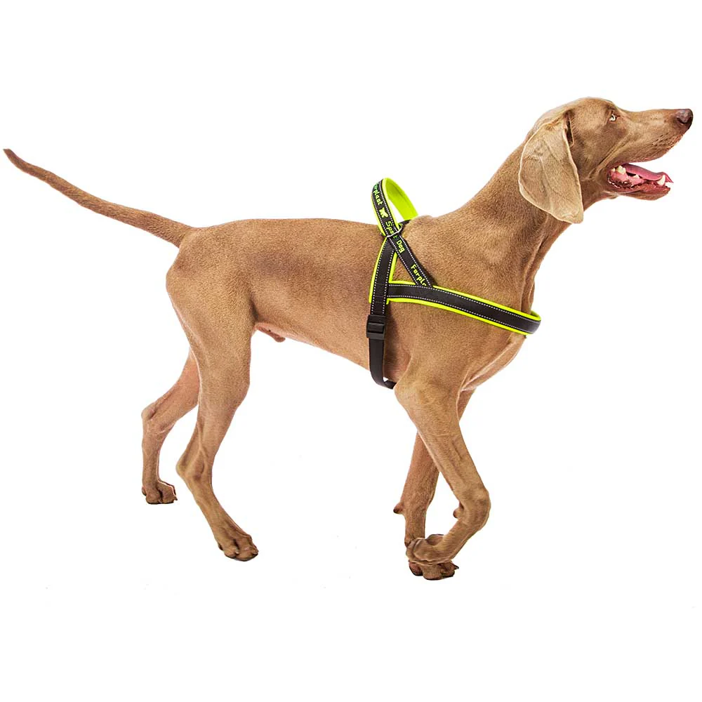 SPORT DOG P - Image 18