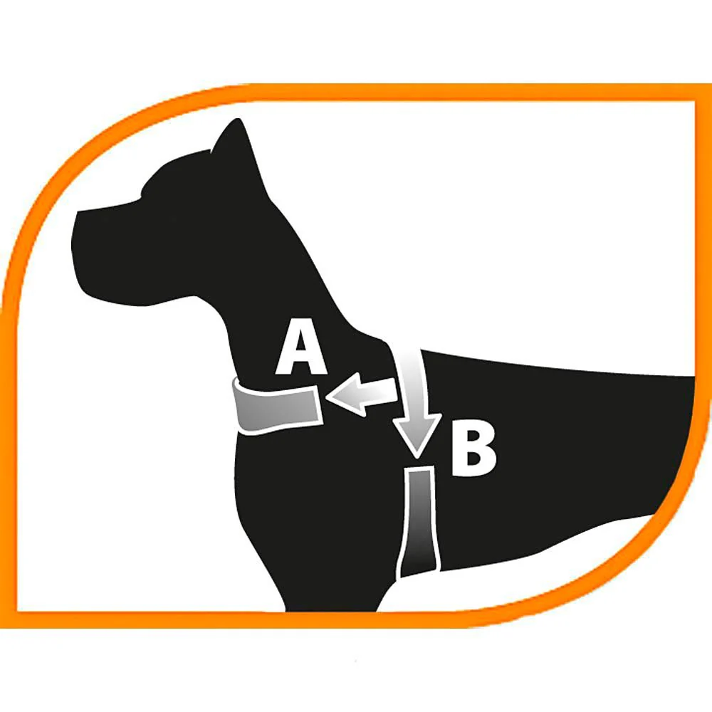 SPORT DOG P - Image 2