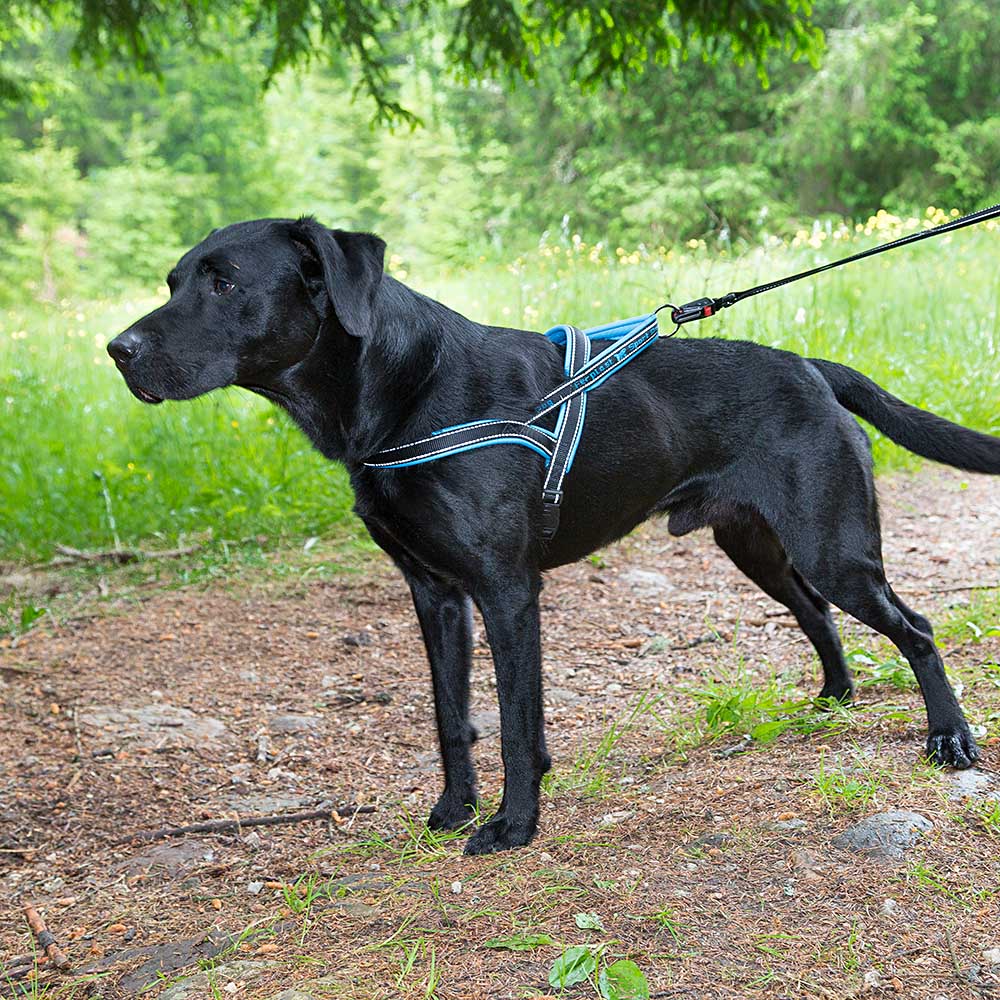 SPORT DOG P - Image 25