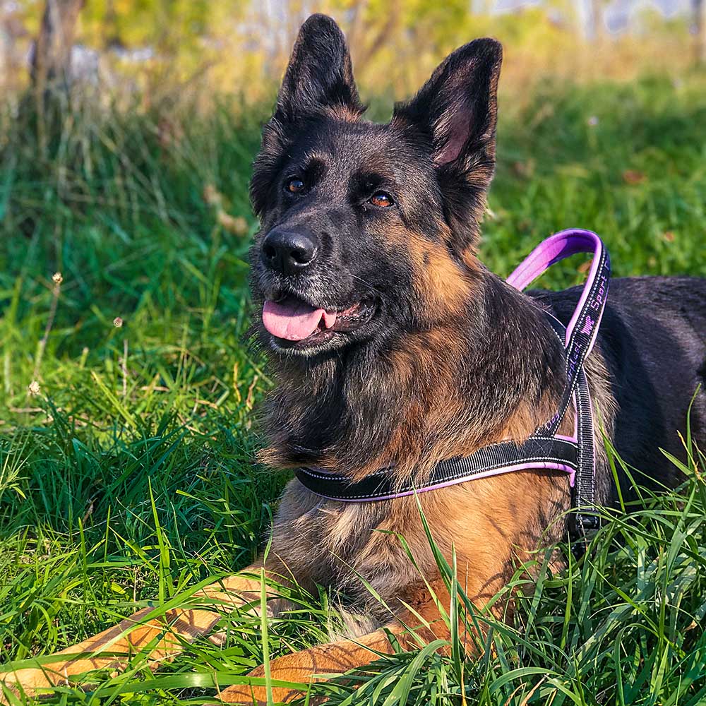 SPORT DOG P - Image 31